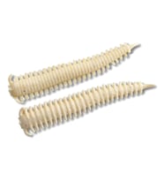 Berkley Gulp Alive Sandworm 5cm 24 Adet Silikon Kurt White