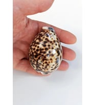 Tiger Cowry Deniz Kabuğu 32