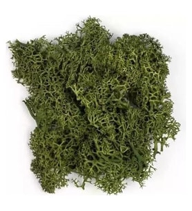 JORDANIA MAKET JE00-0501226 YOSUN YAPRAK YEŞİLİ 10gr.