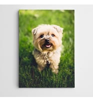 Sevimli Köpek Kanvas Tablo