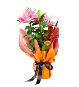 Buket Kağıtlı Saksıda Pembe Lilyum