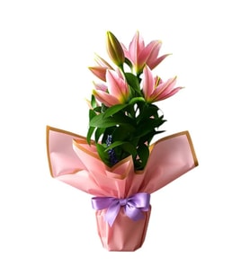 LİLA FİYONKLU LİLYUM