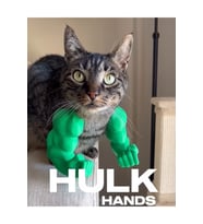 kedi hulk kolu