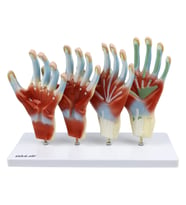 EL MODELİ EDULAB