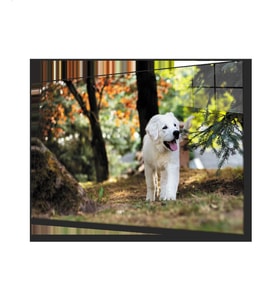 Köpek Cam Tablo