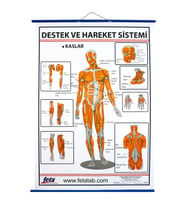 DESTEK VE HAREKET SİSTEMİNDE KASLAR LEVHASI