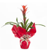 Guzmania Bitkisi
