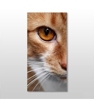 Kedi Kanvas Tablo 40x60cm (Karışık)