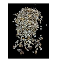 Deniz Kabukları 100 Gr NO-17-NASSASHEL2