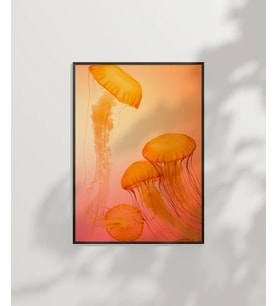 Turuncu Denizanası Poster