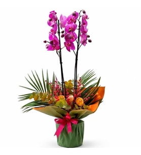 Buketli Sakısıda Mor Çift Orkide ve Fenix