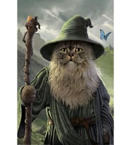 International Catdalf Poster