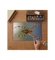 Orümcek - Spider Tasarımı 240 parça Ahşap Puzzle Ahşap Kutuda MP01848