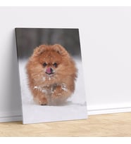 Sevimli Pomeranian Köpeği Dekoratif Kanvas Tablo