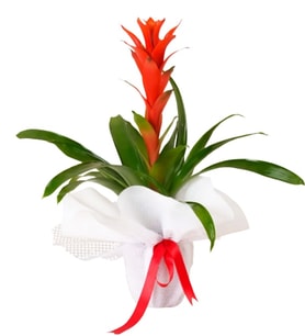 Guzmania Saksıda Çiçek