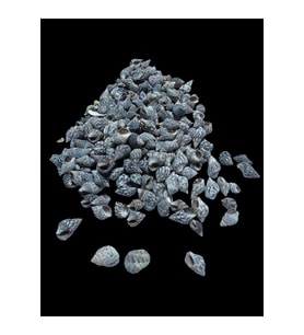Deniz Kabukları 100 Gr NO-21-NASSADERDER