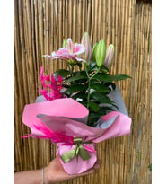 Pembe Buketli Saksı Pembe Lilyum