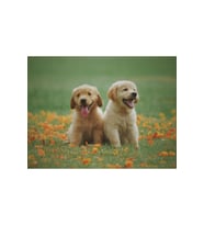 Köpek Kardeşler Sticker(Çerçeveli) 40x50 Sayılarla Boyama Hobi Seti