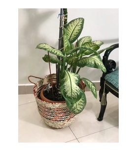 Chicory Doğal Hasır Saksı_ kırmızı_ renkli - 32x40 cm