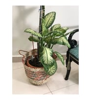 Chicory Doğal Hasır Saksı_ kırmızı_ renkli - 32x40 cm