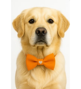 LOVE - TURUNCU PAPYON köpek papyonu