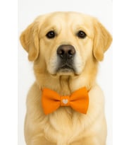 LOVE - TURUNCU PAPYON köpek papyonu