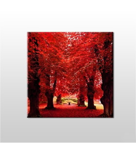 Sonbahar Ağaçlar Kanvas Tablo 140x140cm