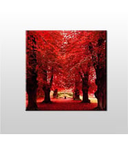 Sonbahar Ağaçlar Kanvas Tablo 140x140cm