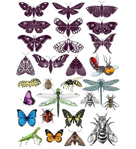 Kelebek Sticker Set-1 18 Parça Telefon, Tablet, Defter, Laptop Sticker