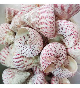 Troca Strawberry Kiloluk Deniz Kabuğu (1 KG)