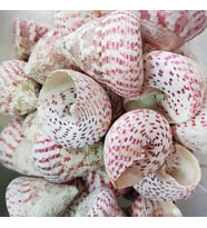 Troca Strawberry Kiloluk Deniz Kabuğu (1 KG)