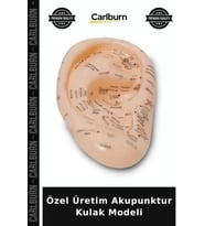 Özel Üretim Profesyonel Medikal Eğitim Anatomik Yapı Silikon Materyal Terapi Akupunktur Kulak Modeli