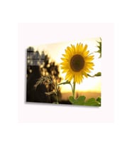 Miyrem Glasses Collection -A1^#  Ayçiçeği Cam Tablo (Çok Renkli)