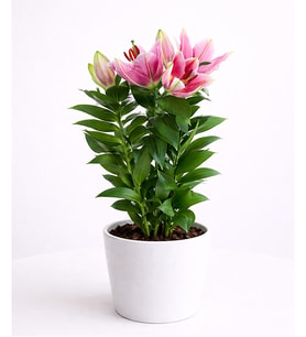 Beyaz Saksıda Pembe Saksı Lilyum