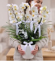 Seramik Saksıda Premium 4 Dallı Beyaz Phalaenopsis Orkide Aranjmanı