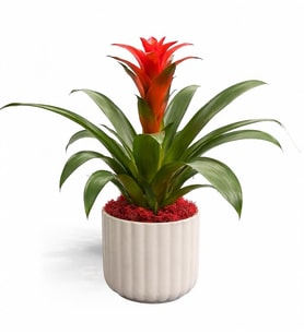 Saksıda Guzmania