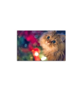 Işıklar Içindeki Kedi Tablo - 106759 - 40x30 Cm