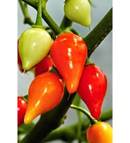 Misket Biberiye Biber Tohumu 5 gr