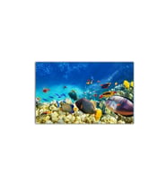 DBSanatevi Balıklı Akvaryum Tablo 60 X 60 Cm