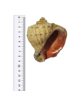 Deniz Kabuğu Gongaz - Büyük Boy 8-10 Cm - 1 Adet
