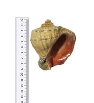 Deniz Kabuğu Gongaz - Büyük Boy 8-10 Cm - 1 Adet