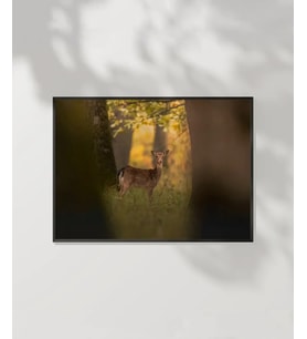 Ormandaki Geyik Poster