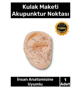 Özel Üretim Kaliteli İnsan Anatomisine Uyumlu Muayene Maket 20Cm Kulak Maketi Akupunktur Noktası