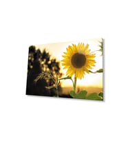Ayçiçeği Cam Tablo 4mm Dayanıklı Temperli Cam Sunflower Glass Wall Art (Çok Renkli)
