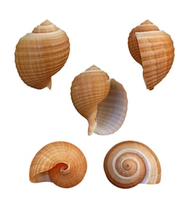 Tonna Cepa 9-10 CM