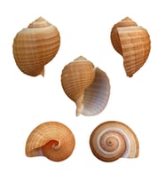 Tonna Cepa 9-10 CM