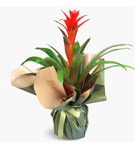 Büyülü Aşk Guzmania