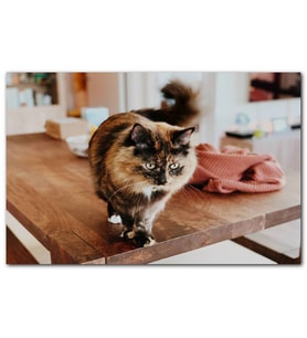 Cakatablo  Masa Üzerinde Üç Renkli Kedi MDF Tablo