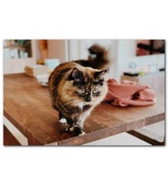 Cakatablo  Masa Üzerinde Üç Renkli Kedi MDF Tablo