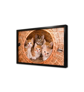 Kedi Yavrusu Çerçeveli Cam Tablo